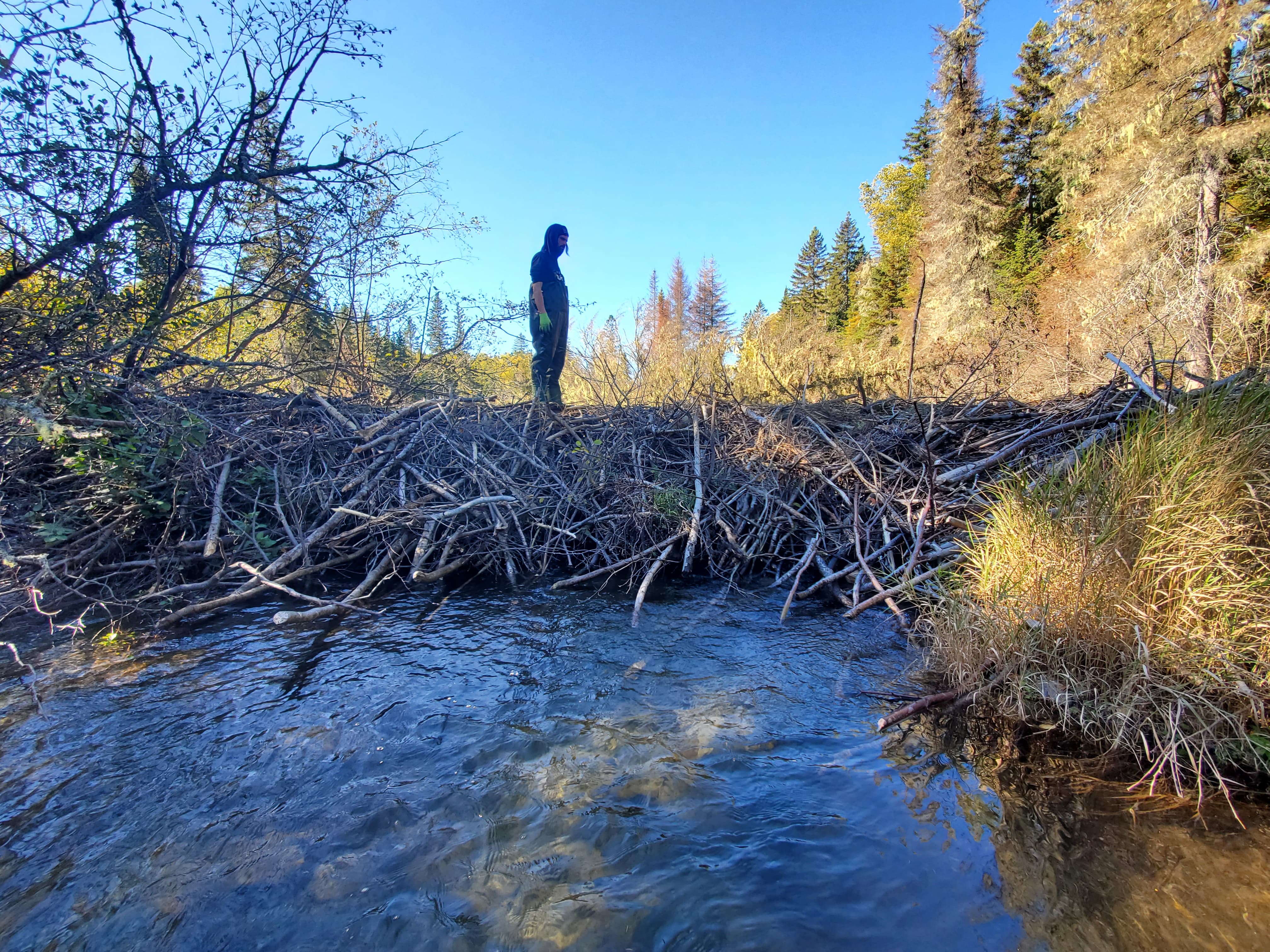 Beaver dam on a Restigouche River tributary