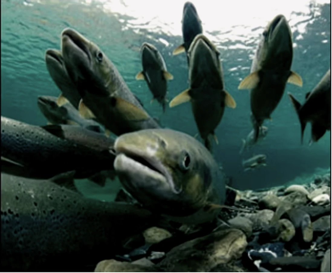 Atlantic salmon underwater